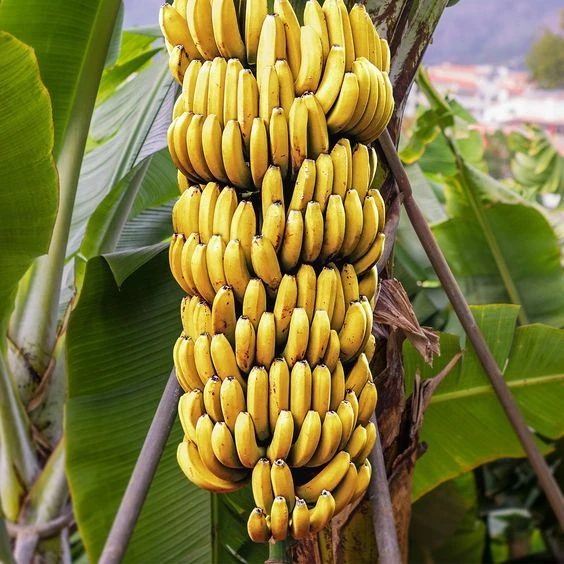 Banana