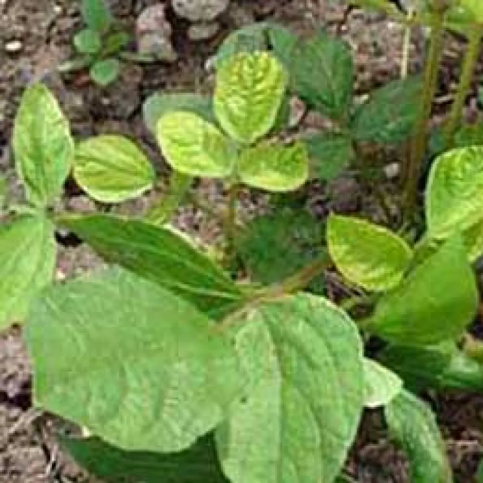 Visual representation of Boron Deficiency deficiency