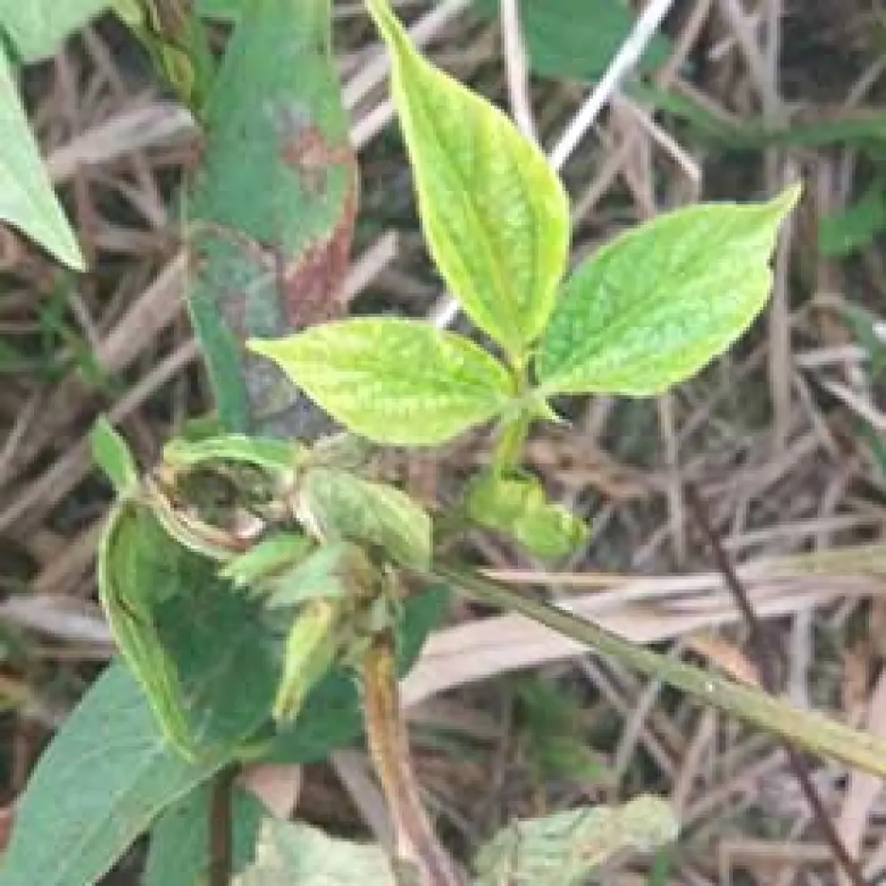 Visual representation of Iron Deficiency deficiency