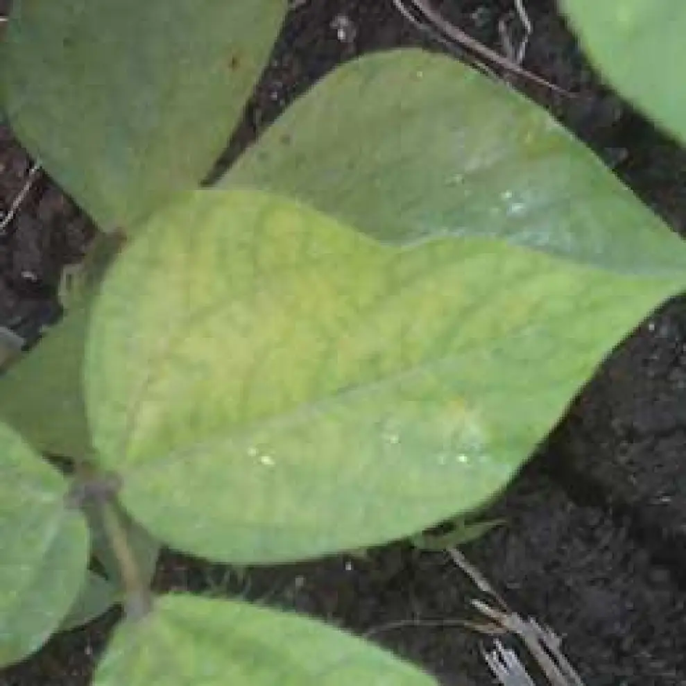 Visual representation of Magnesium Deficiency deficiency