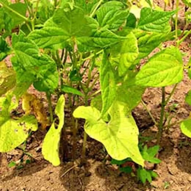 Visual representation of Nitrogen Deficiency deficiency
