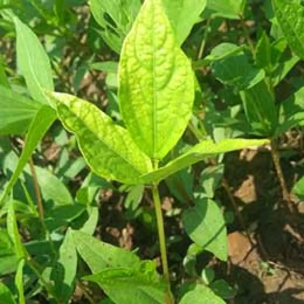 Visual representation of Sulphur Deficiency deficiency