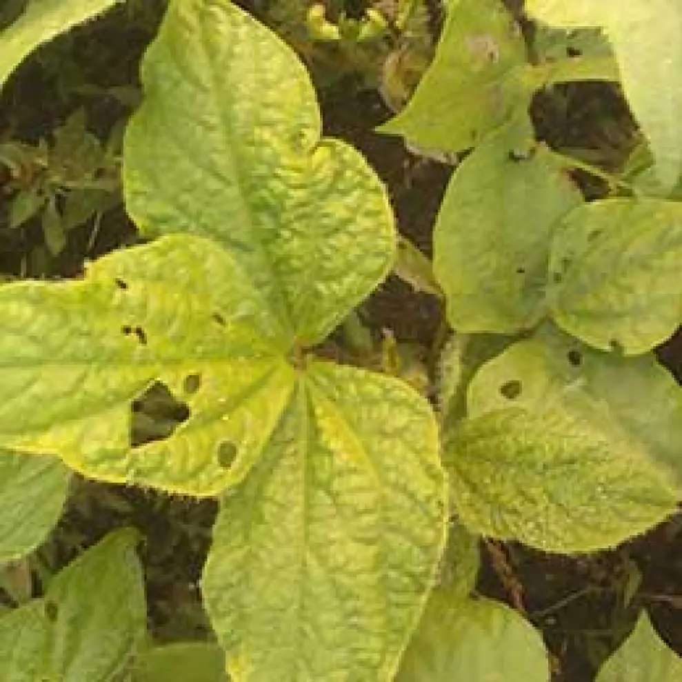 Visual representation of Zinc Deficiency deficiency
