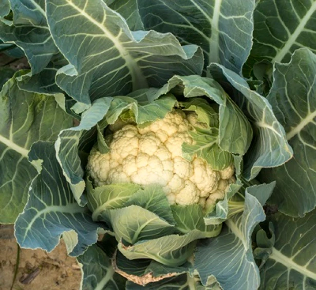 Cauliflower