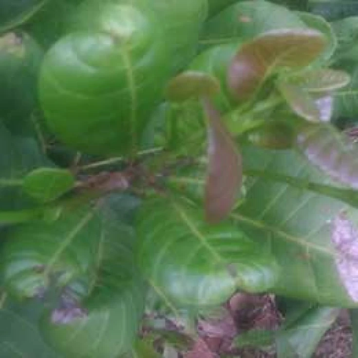 Visual representation of Boron Deficiency deficiency
