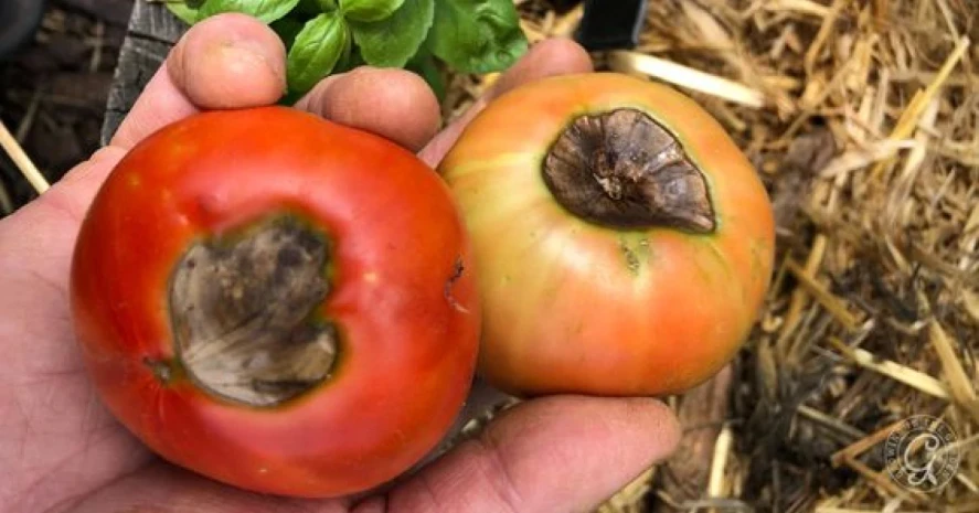 Visual representation of Copper Deficiency deficiency