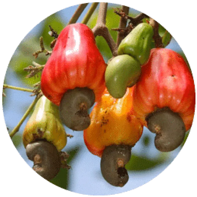 CASHEW