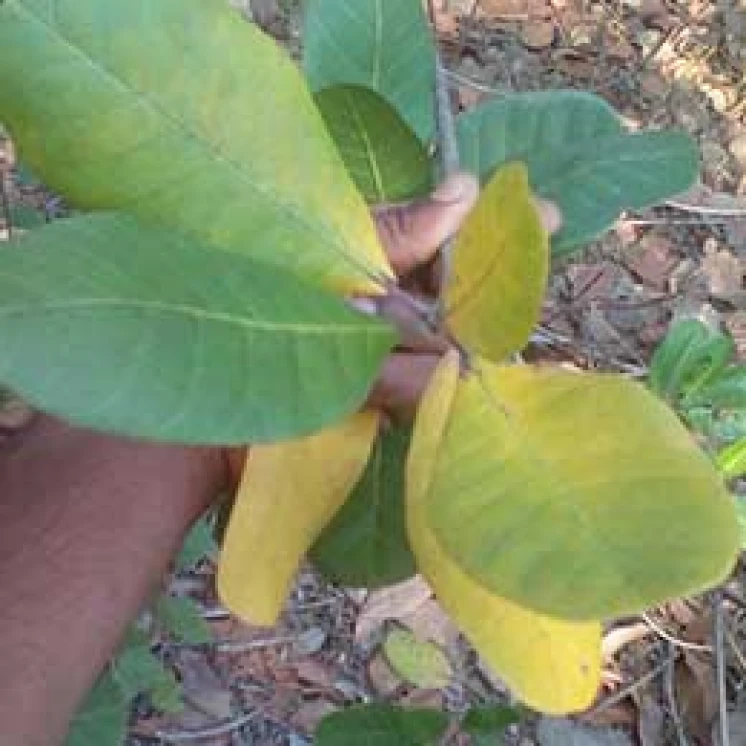 Visual representation of Magnesium Deficiency deficiency