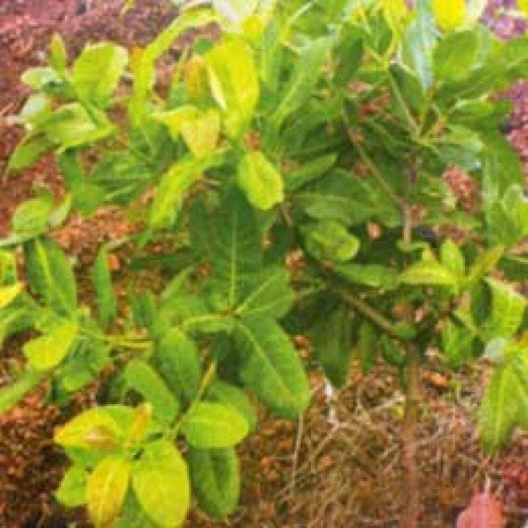 Visual representation of Nitrogen Deficiency deficiency
