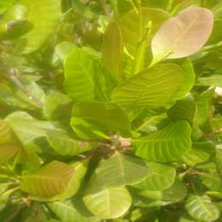 Visual representation of Sulphur Deficiency deficiency