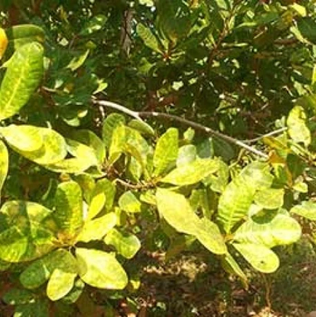 Visual representation of Zinc Deficiency deficiency