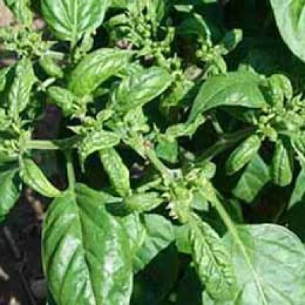 Visual representation of Boron Deficiency deficiency