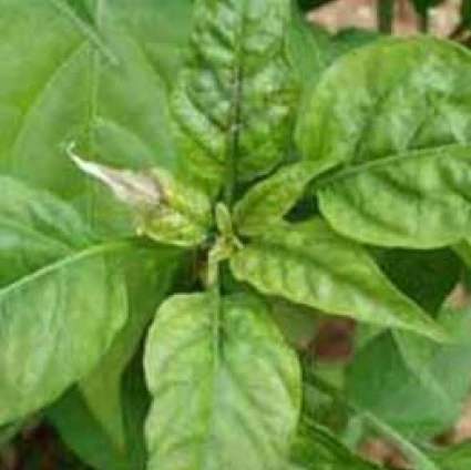 Visual representation of Copper Deficiency deficiency
