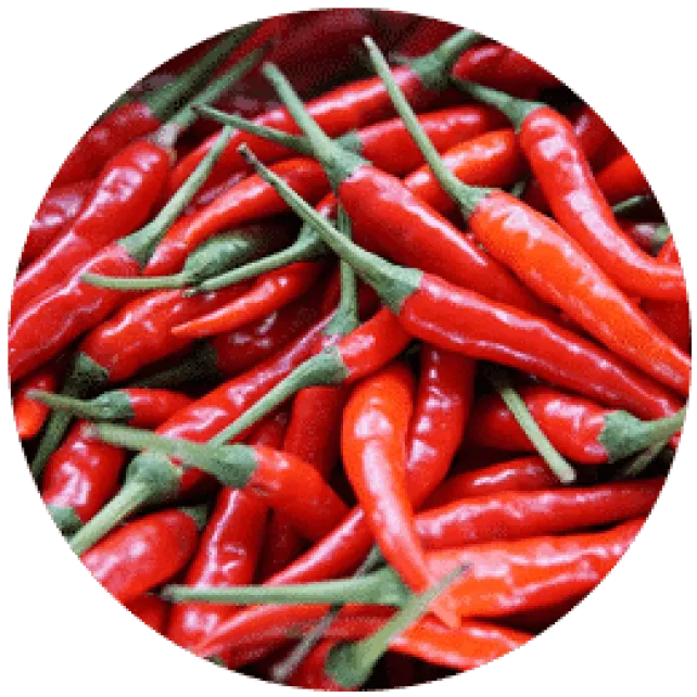 Chilli Crop