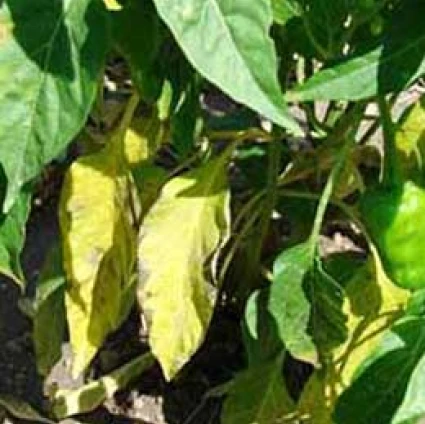 Visual representation of Nitrogen Deficiency deficiency