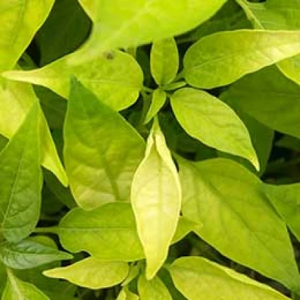 Visual representation of Iron Deficiency deficiency