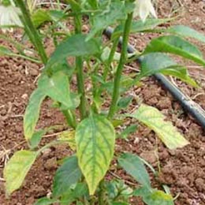 Visual representation of Magnesium Deficiency deficiency