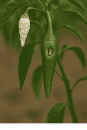 Visual representation of Pest In Chili deficiency