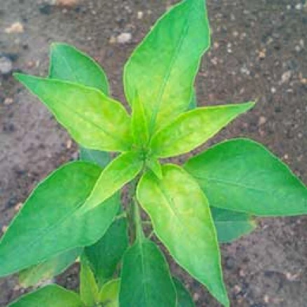 Visual representation of Sulphur Deficiency deficiency