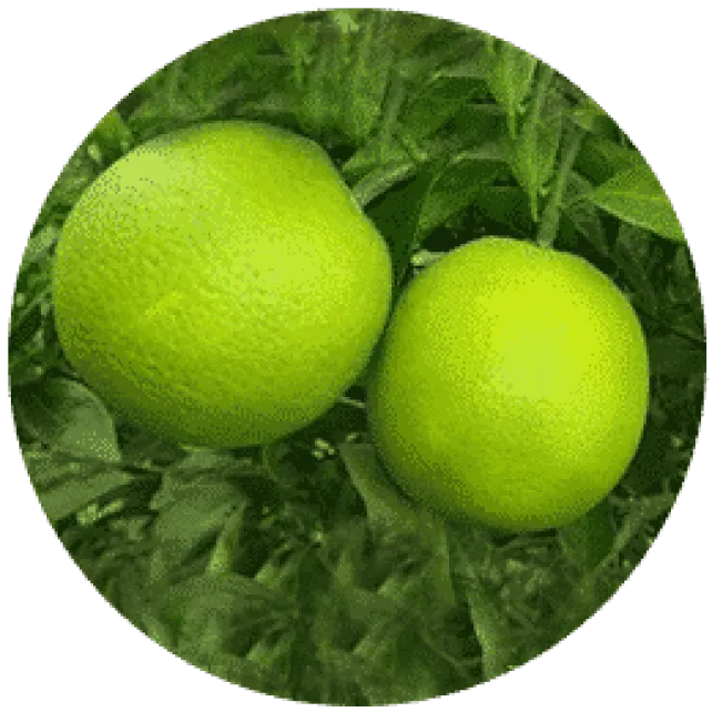 CITRUS