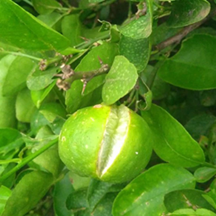 Visual representation of Boron Deficiency deficiency