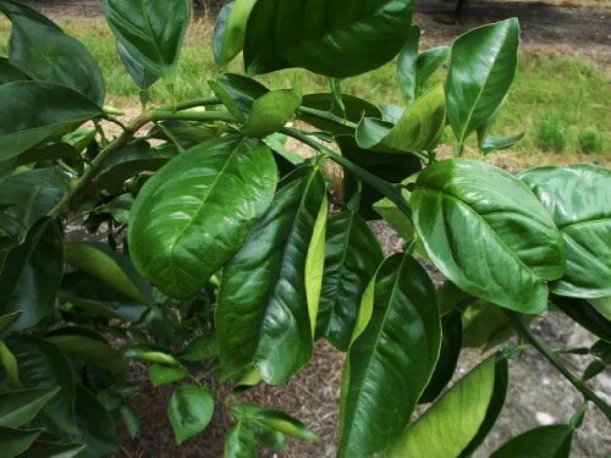 Visual representation of Copper Deficiency deficiency