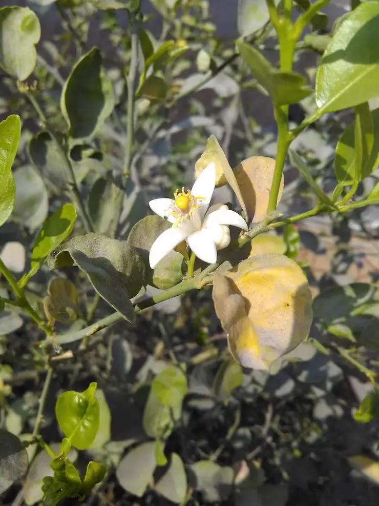 Visual representation of For Flowering deficiency
