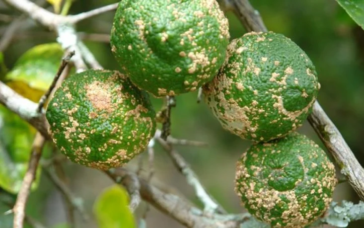 Visual representation of Fungal Diseases In Citrus deficiency