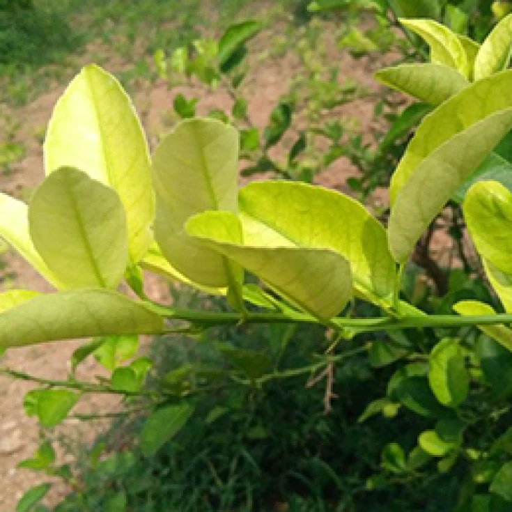 Visual representation of Iron Deficiency deficiency