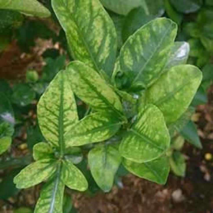 Visual representation of Magnesium Deficiency deficiency