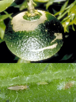 Visual representation of Mite And Thrips In Citrus deficiency