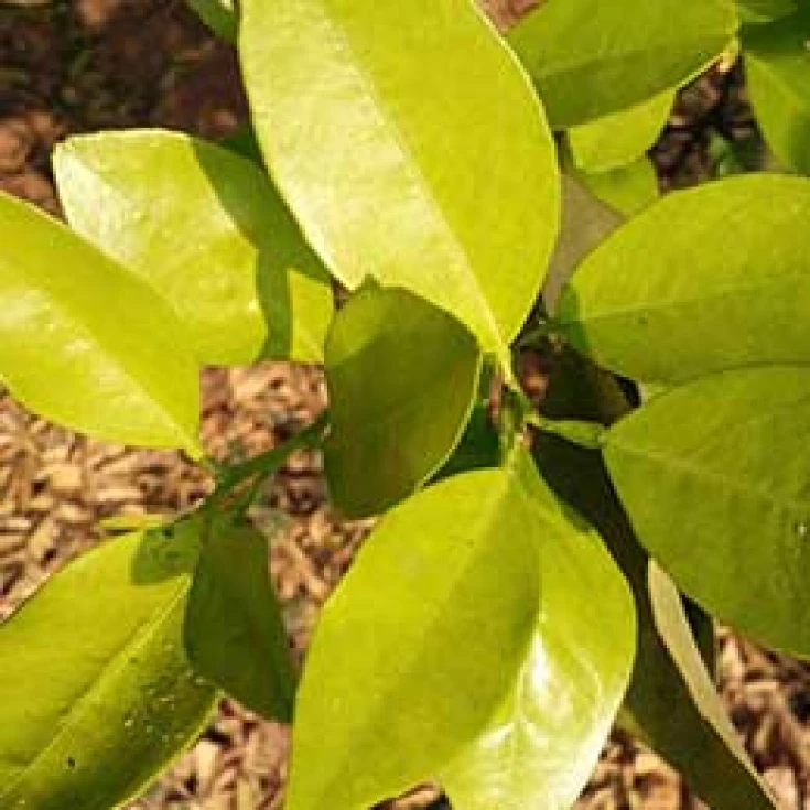 Visual representation of Nitrogen Deficiency deficiency
