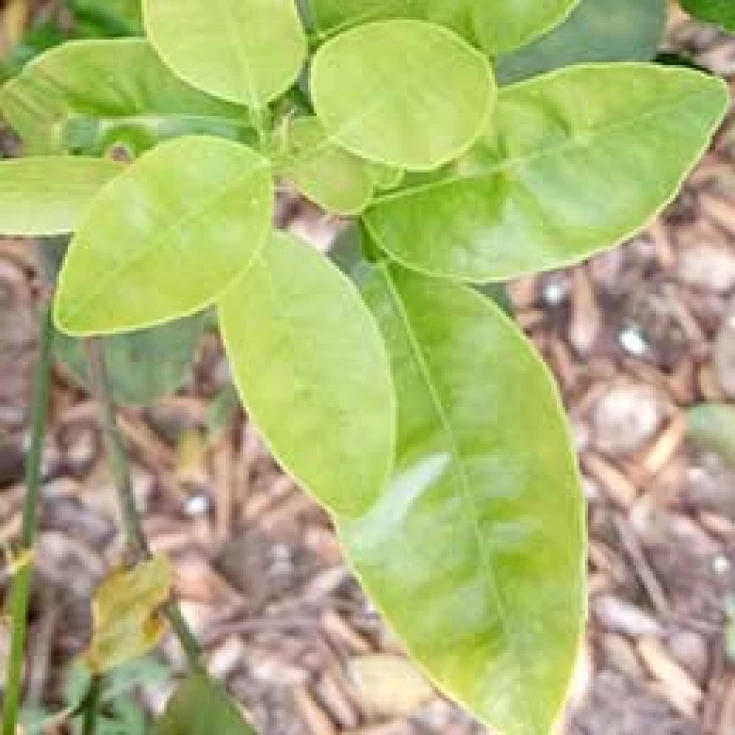 Visual representation of Sulphur Deficiency deficiency
