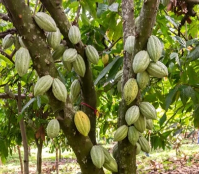 Cocoa