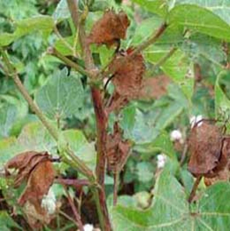 Visual representation of Boron Deficiency deficiency