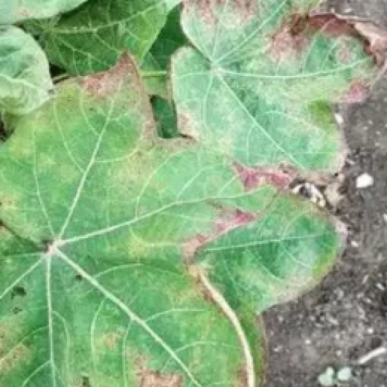 Visual representation of Copper Deficiency deficiency