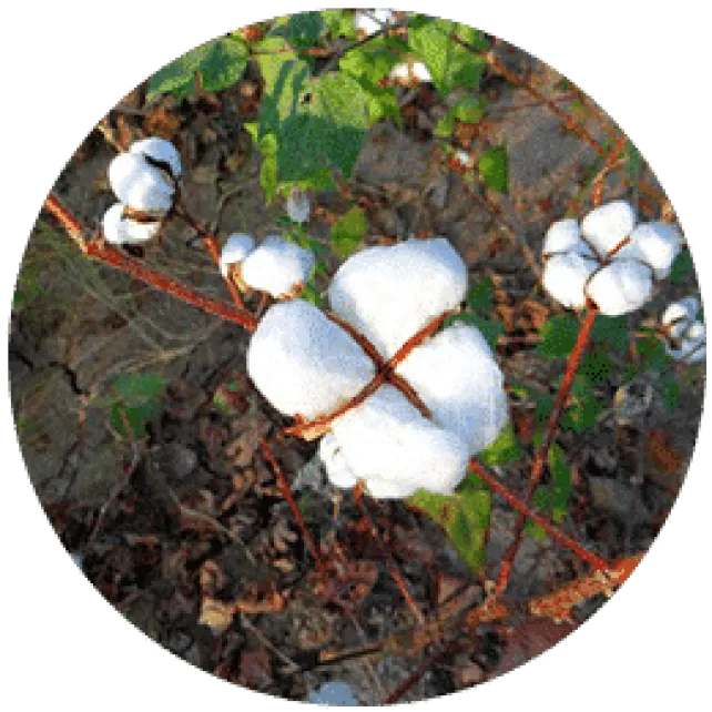 Cotton