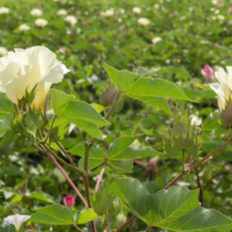 Visual representation of For Flowering deficiency