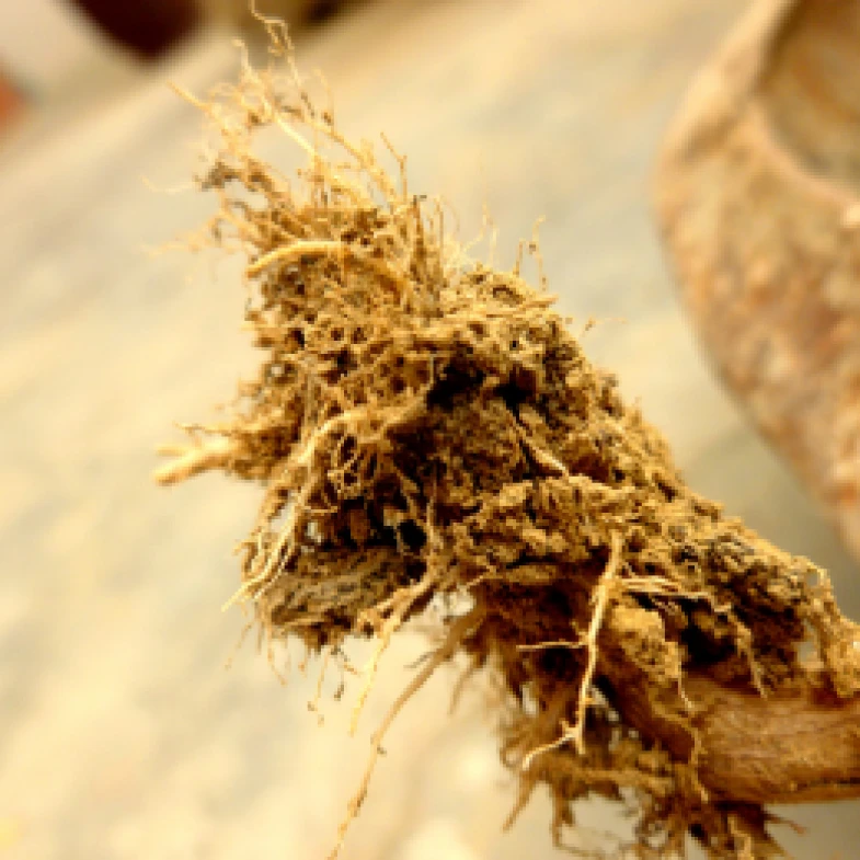 Visual representation of Fungal Disease (Root Rot) deficiency