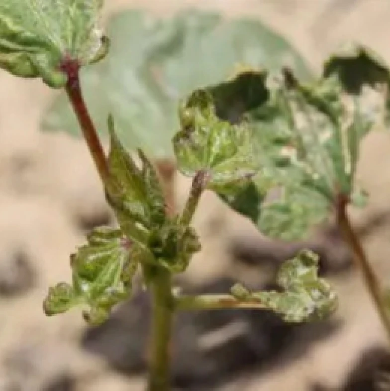 Visual representation of Mite And Thrips In Cotton deficiency