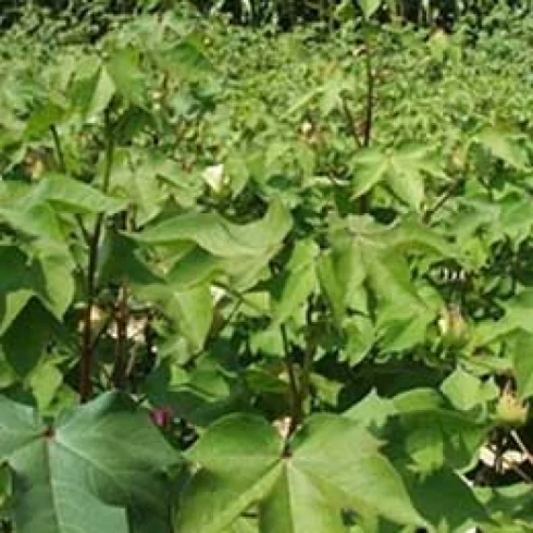 Visual representation of Nitrogen Deficiency deficiency