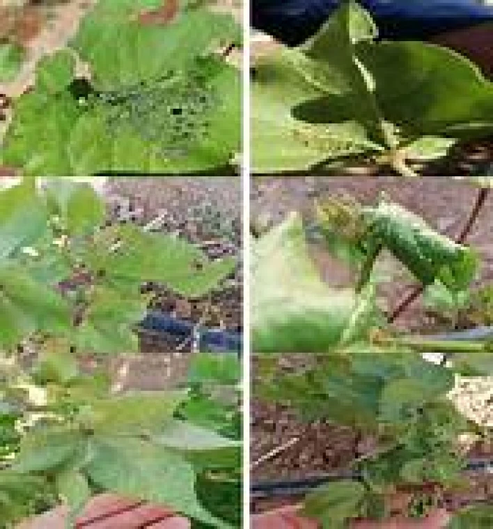 Visual representation of Pest In Cotton deficiency