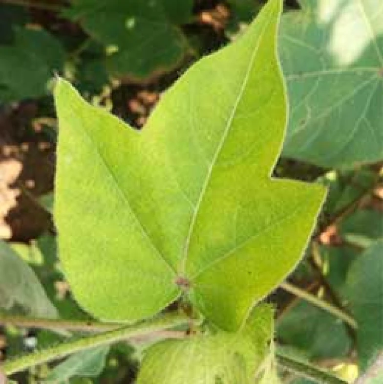 Visual representation of Sulphur Deficiency deficiency