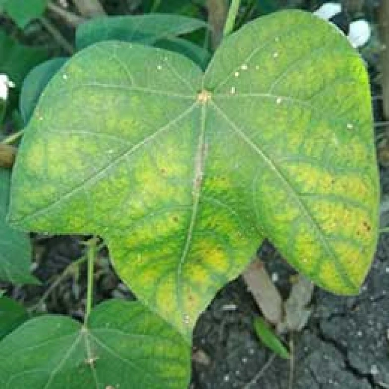 Visual representation of Zinc Deficiency deficiency