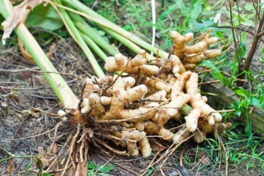 Ginger