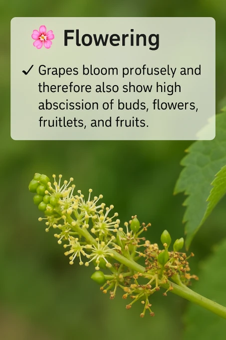 Visual representation of For Flowering deficiency