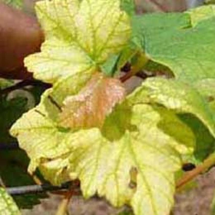 Visual representation of Iron Deficiency deficiency