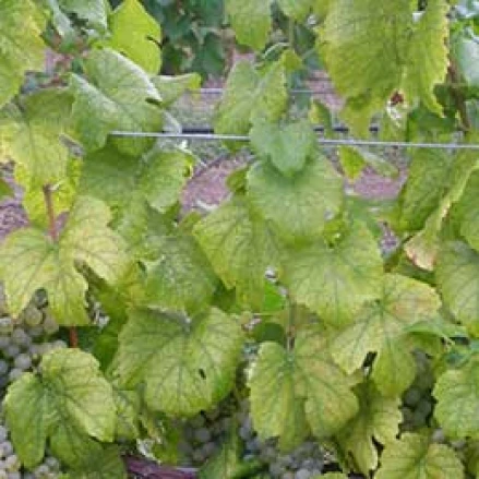 Visual representation of Nitrogen Deficiency deficiency