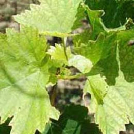Visual representation of Zinc Deficiency deficiency