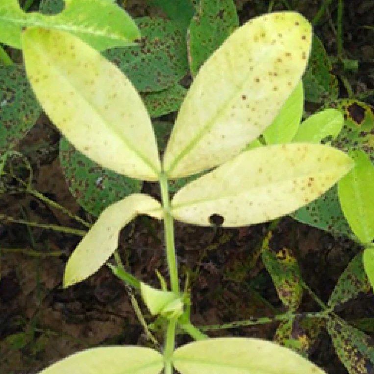 Visual representation of Iron Deficiency deficiency